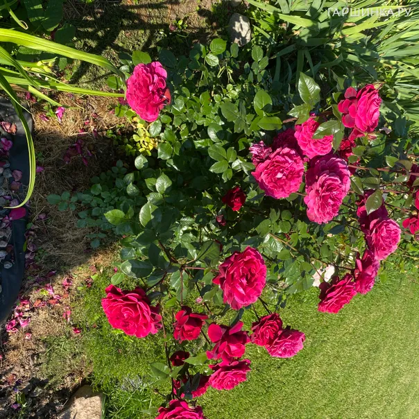 превью изображения отзыва