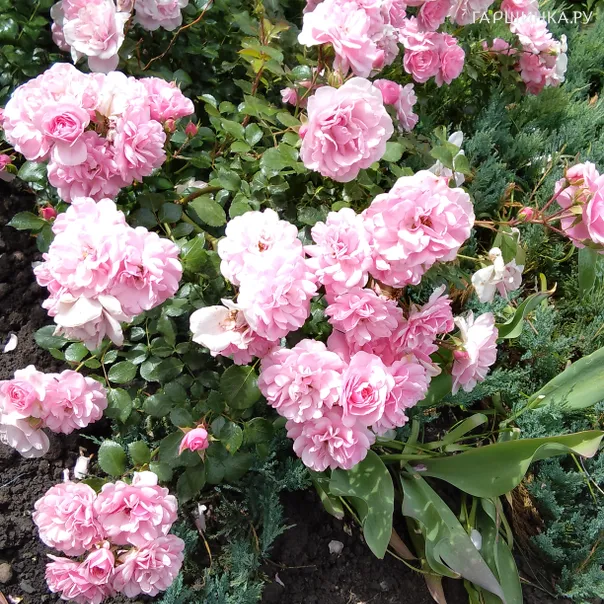 превью изображения отзыва