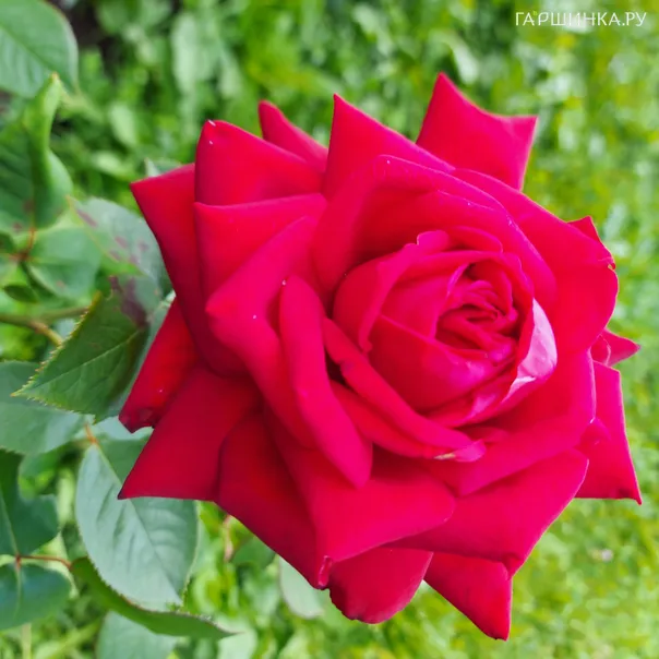 превью изображения отзыва