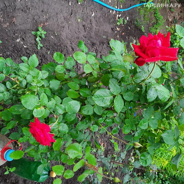 превью изображения отзыва