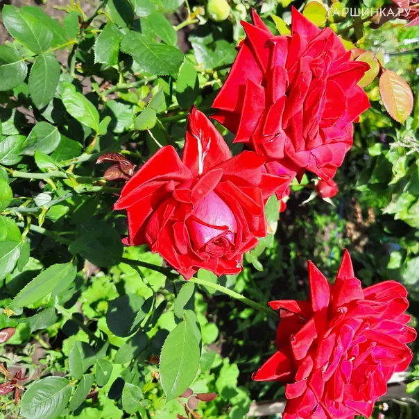 превью изображения отзыва