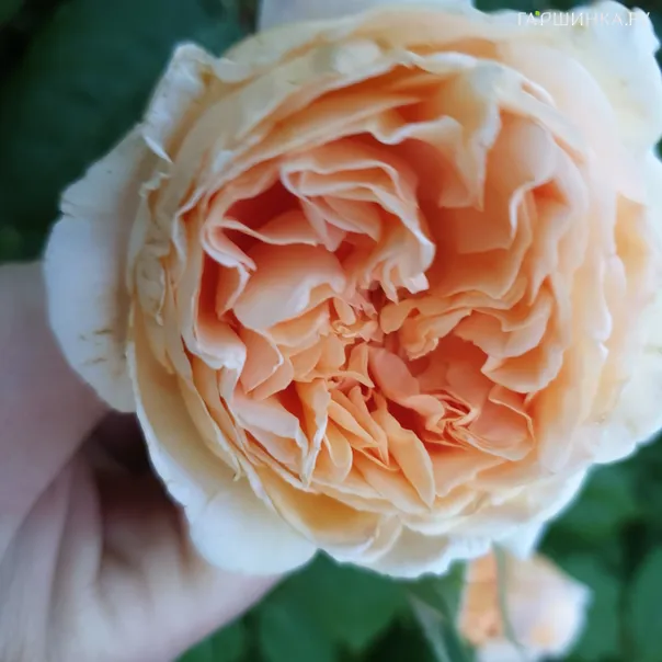 превью изображения отзыва