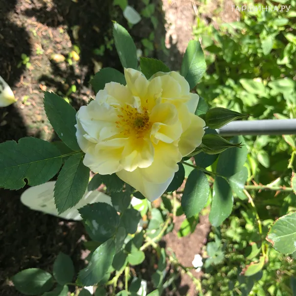 превью изображения отзыва