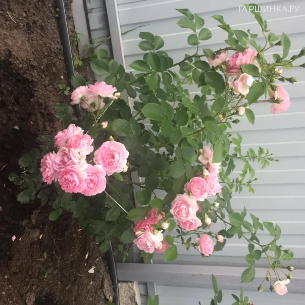 превью изображения отзыва