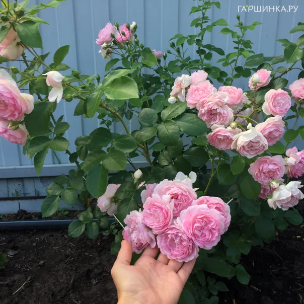 превью изображения отзыва