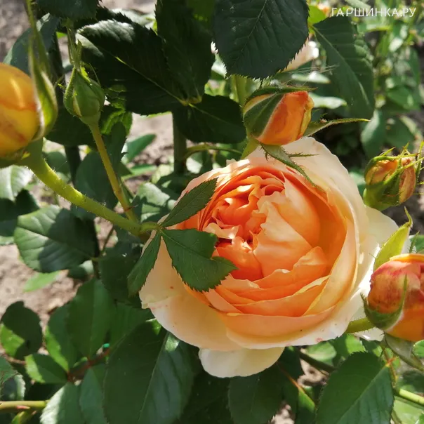 превью изображения отзыва