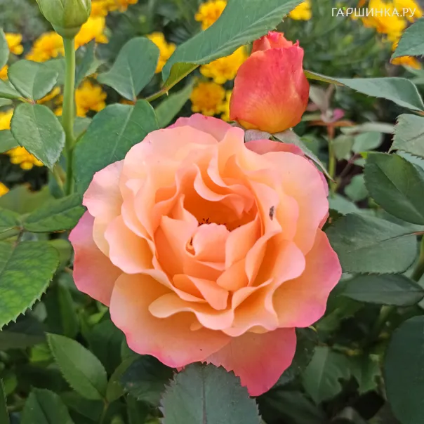 превью изображения отзыва