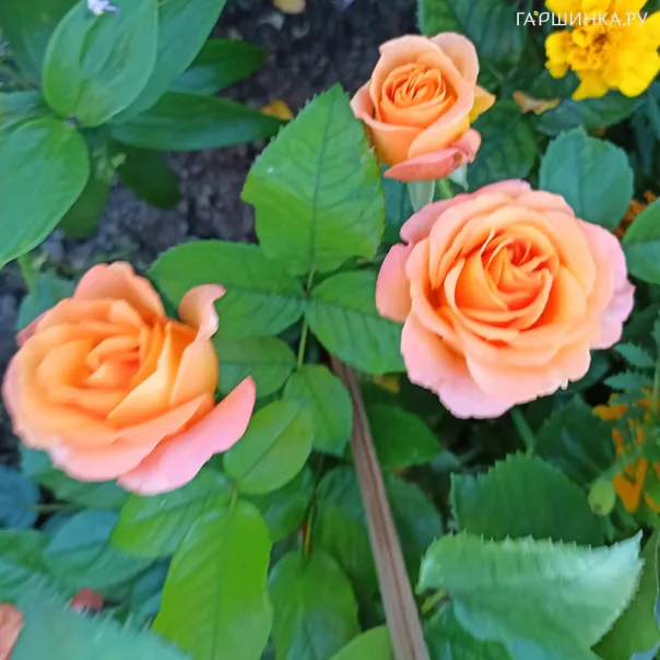 превью изображения отзыва