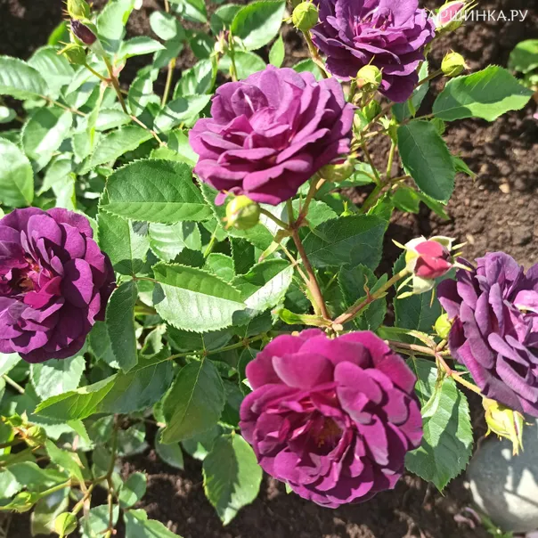 превью изображения отзыва