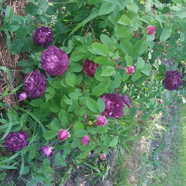 превью изображения отзыва