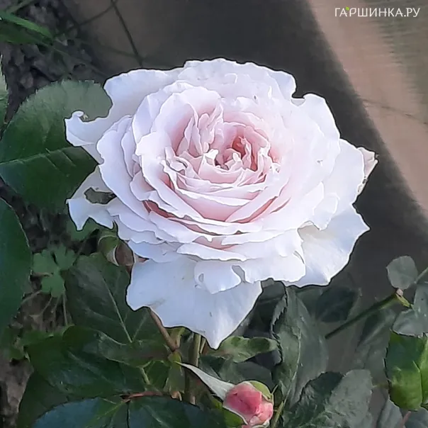 превью изображения отзыва