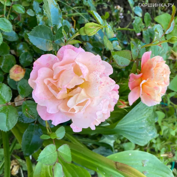 превью изображения отзыва