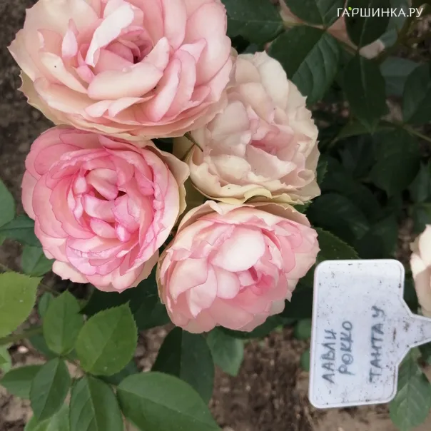 превью изображения отзыва