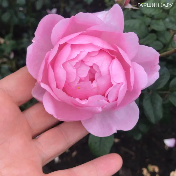 превью изображения отзыва