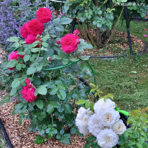 превью изображения отзыва