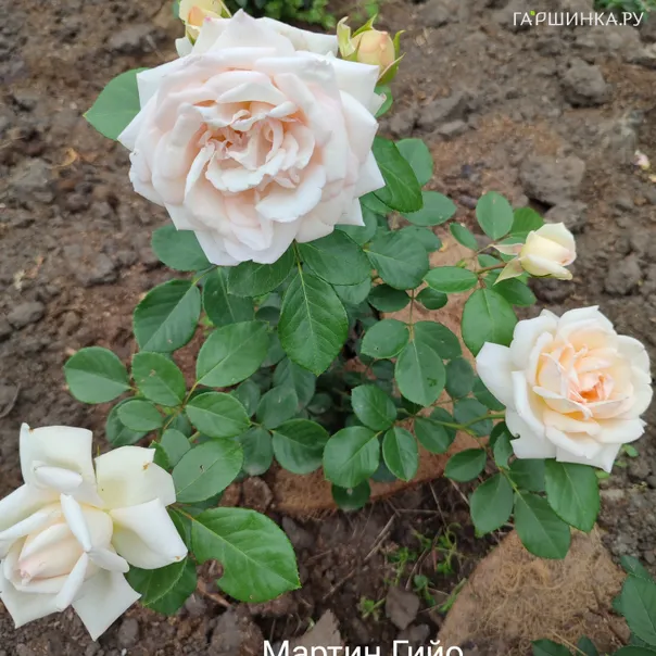 превью изображения отзыва