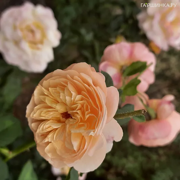 превью изображения отзыва