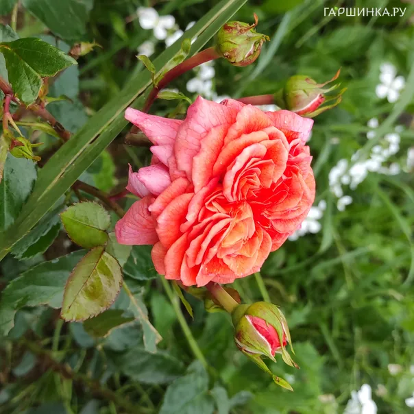 превью изображения отзыва