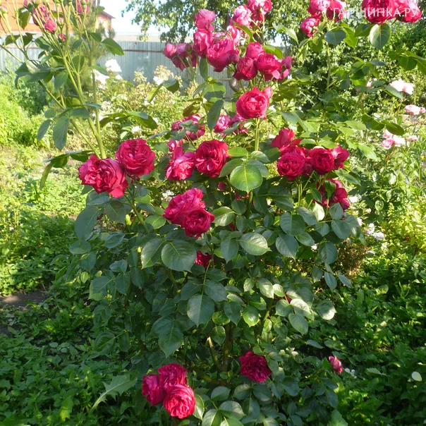 превью изображения отзыва