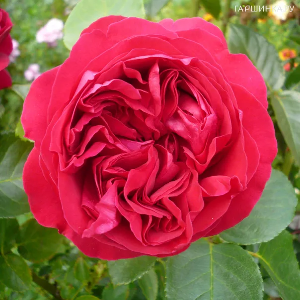 превью изображения отзыва