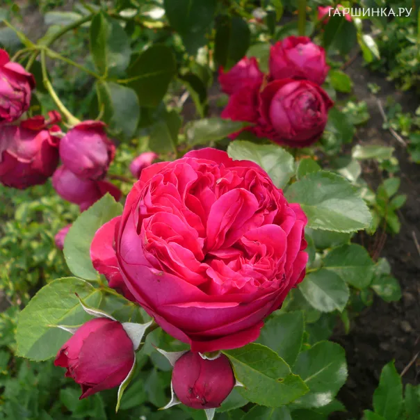 превью изображения отзыва