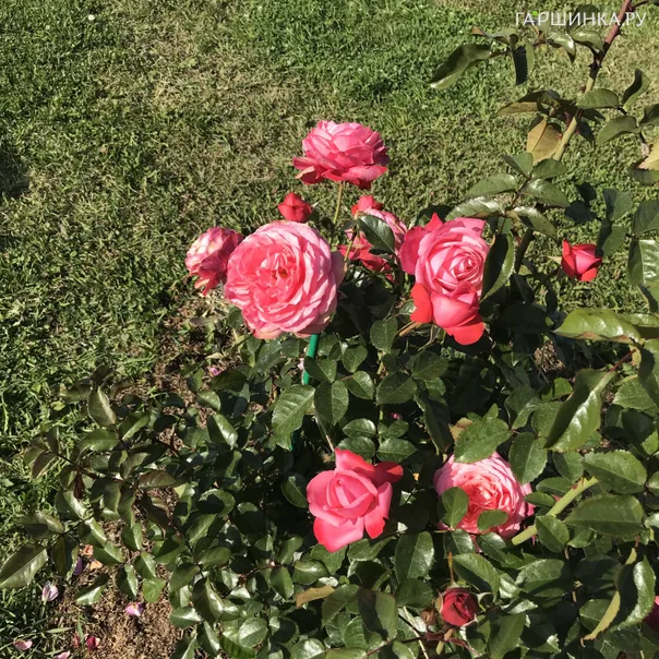 превью изображения отзыва