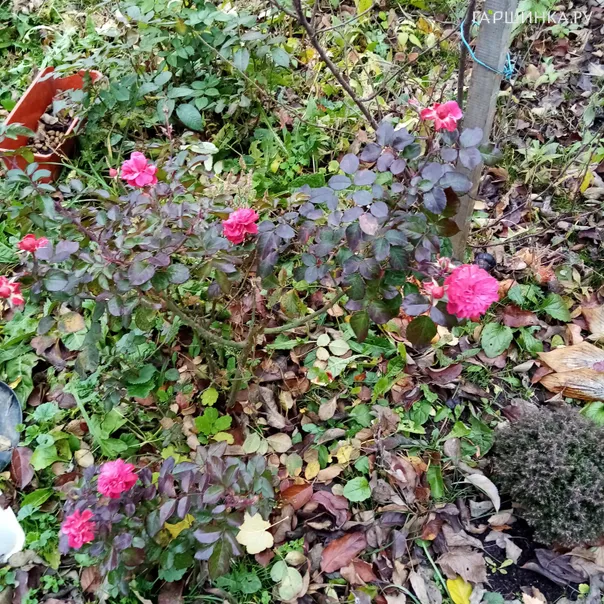 превью изображения отзыва