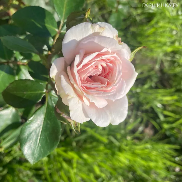 превью изображения отзыва