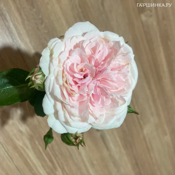 превью изображения отзыва