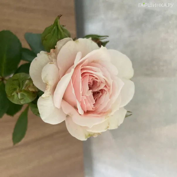 превью изображения отзыва