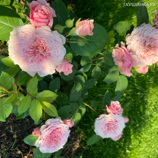 превью изображения отзыва