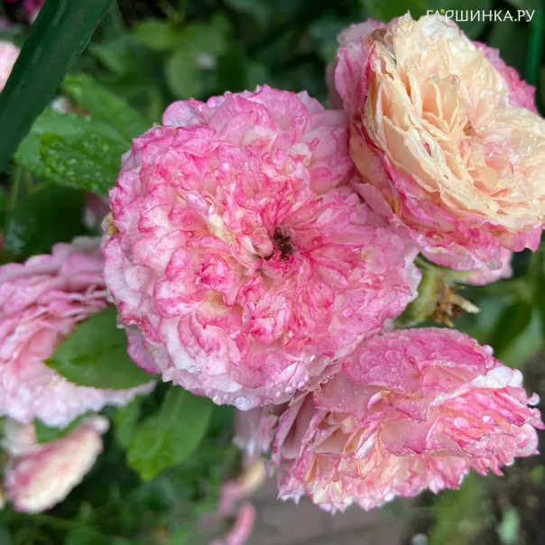 превью изображения отзыва