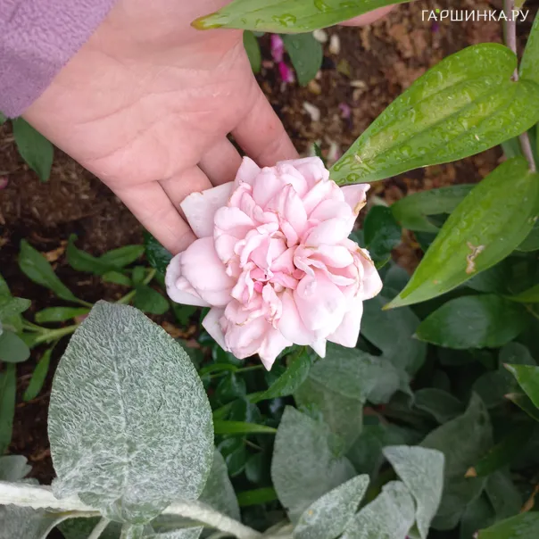 превью изображения отзыва