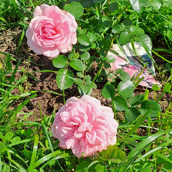 превью изображения отзыва