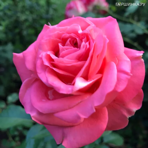 превью изображения отзыва