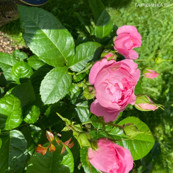 превью изображения отзыва