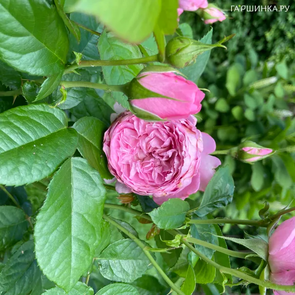 превью изображения отзыва