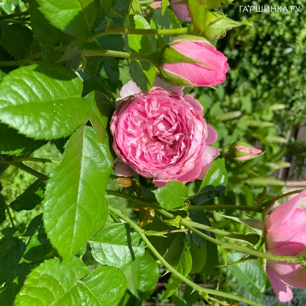 превью изображения отзыва