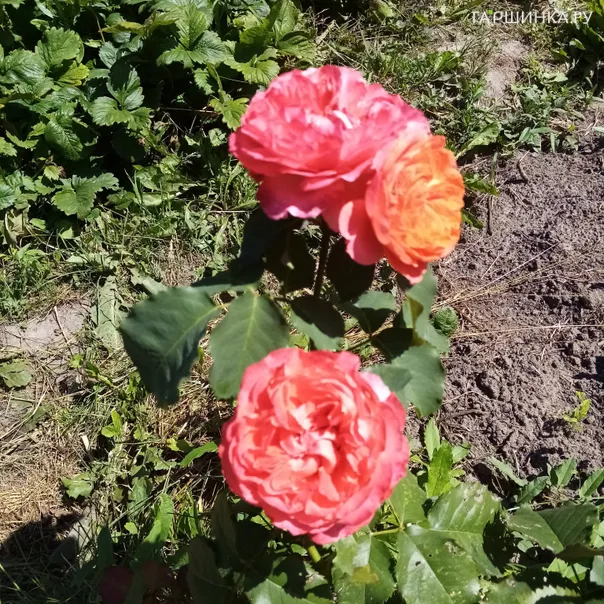 превью изображения отзыва