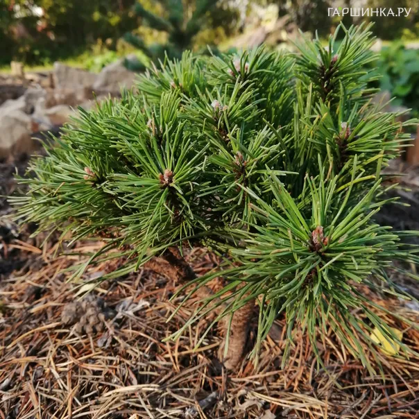 превью изображения отзыва