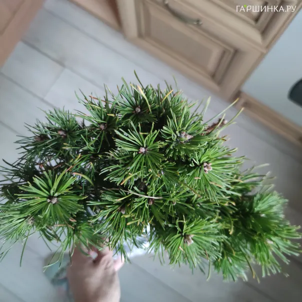 превью изображения отзыва