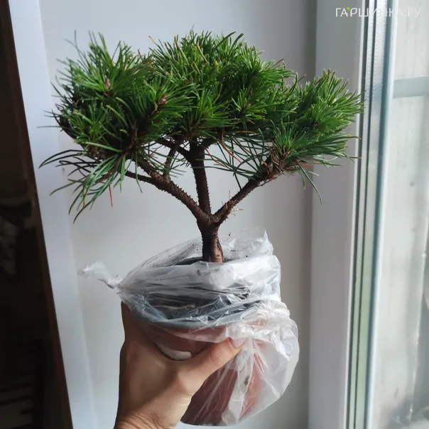 превью изображения отзыва