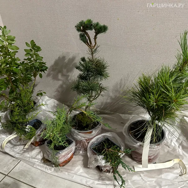 превью изображения отзыва