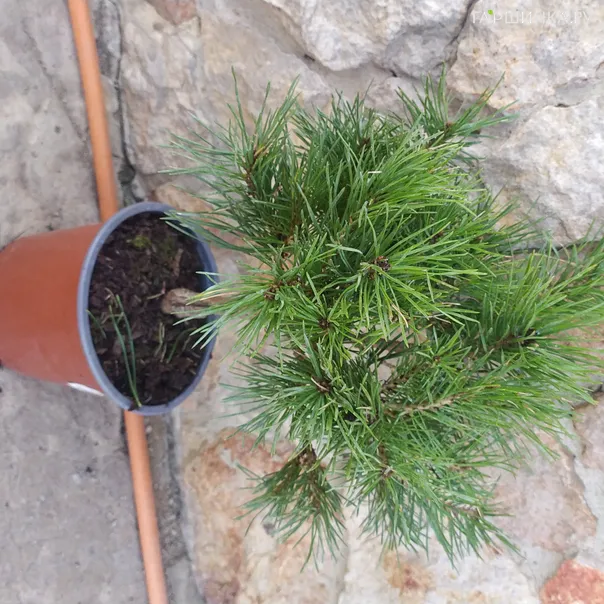 превью изображения отзыва