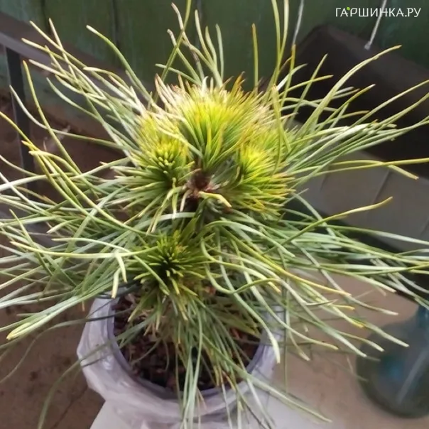 превью изображения отзыва