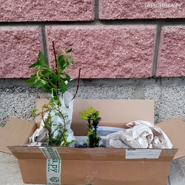 превью изображения отзыва