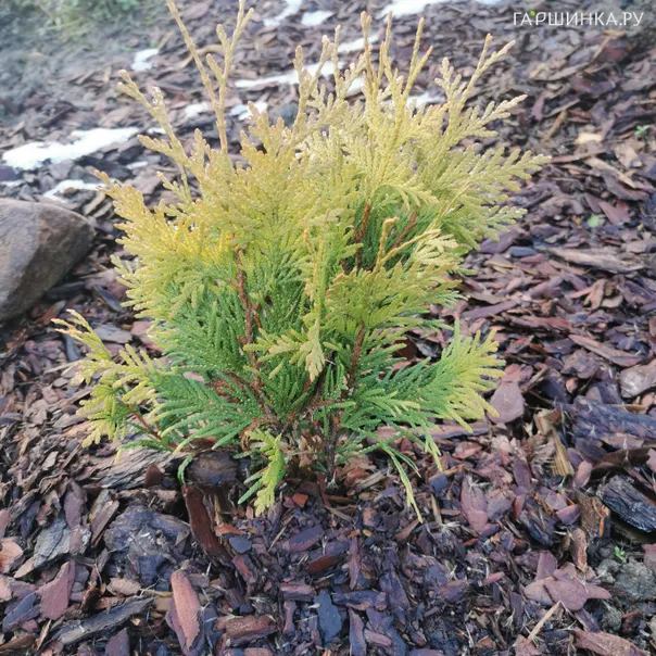 превью изображения отзыва