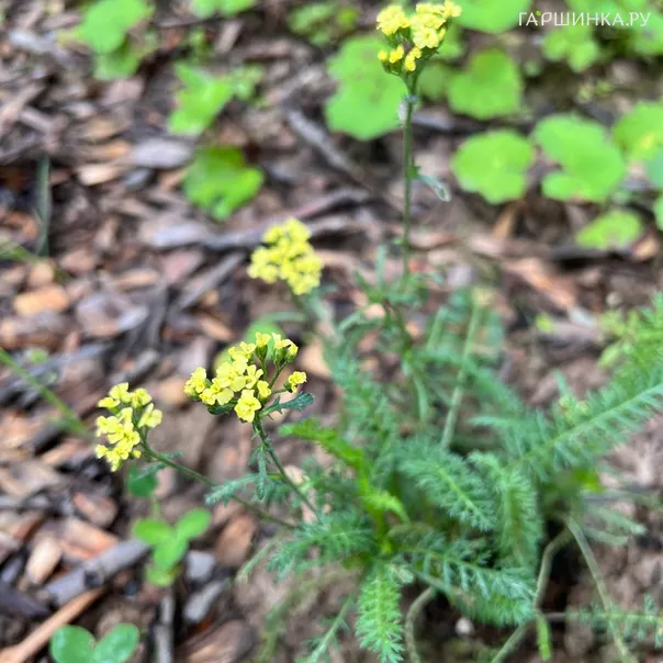 превью изображения отзыва