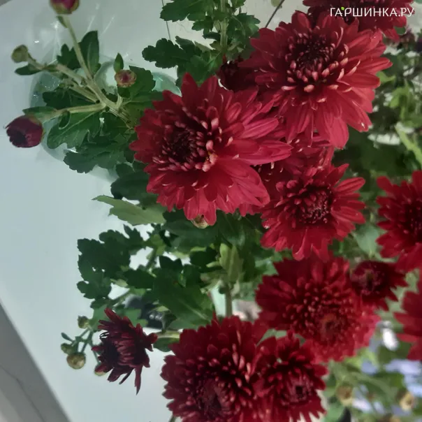 превью изображения отзыва