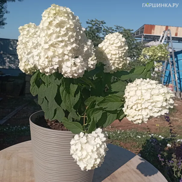 превью изображения отзыва